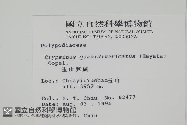 玉山茀蕨藏品圖，第2張