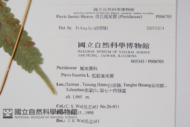傅氏鳳尾蕨藏品圖，第2張