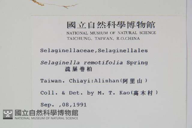 疏葉卷柏藏品圖，第2張