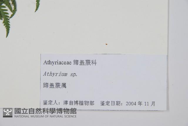 日本蹄蓋蕨藏品圖，第2張