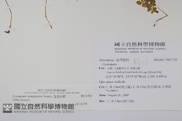 寬葉冷蕨藏品圖，第2張