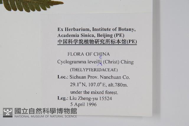 狹基鉤毛蕨藏品圖，第2張