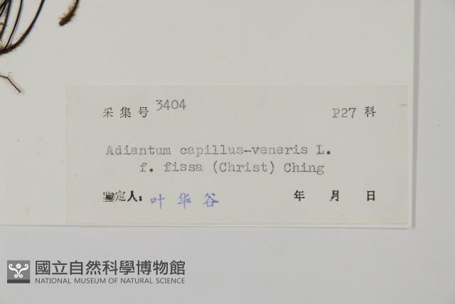 登錄號:P004703藏品圖，第2張