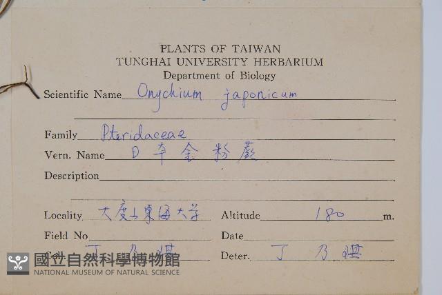 日本金粉蕨藏品圖，第2張