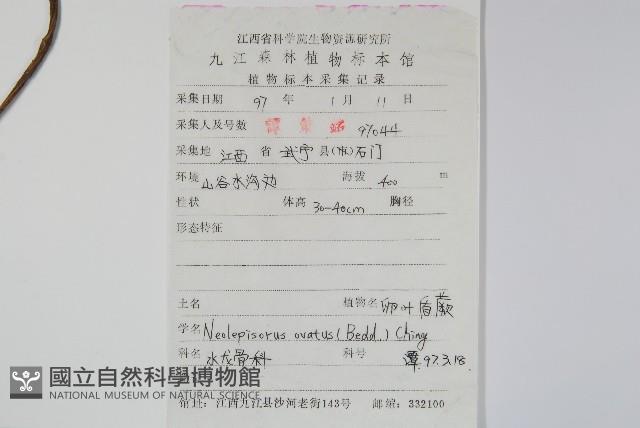 盾蕨藏品圖，第2張