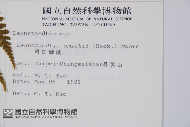 司氏碗蕨藏品圖，第2張
