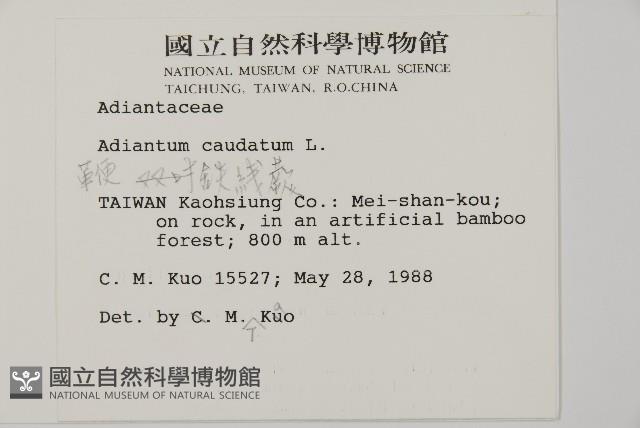 鞭葉鐵線蕨藏品圖，第2張