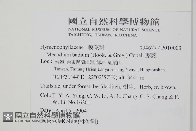 圓唇假脈蕨藏品圖，第2張