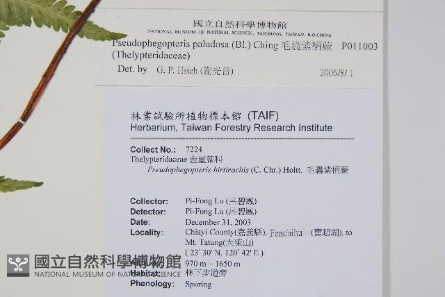 毛囊紫柄蕨藏品圖，第2張