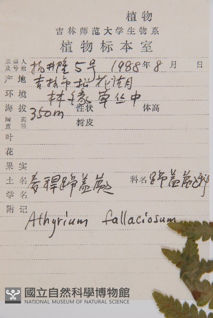 麥稈蹄蓋蕨藏品圖，第2張