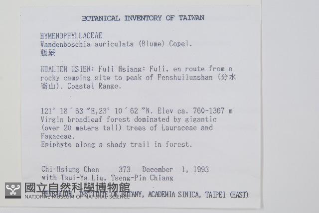 瓶蕨藏品圖，第2張