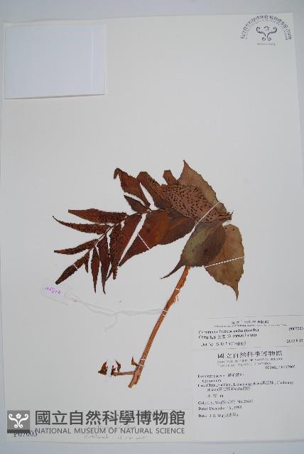 全緣貫眾蕨藏品圖，第1張