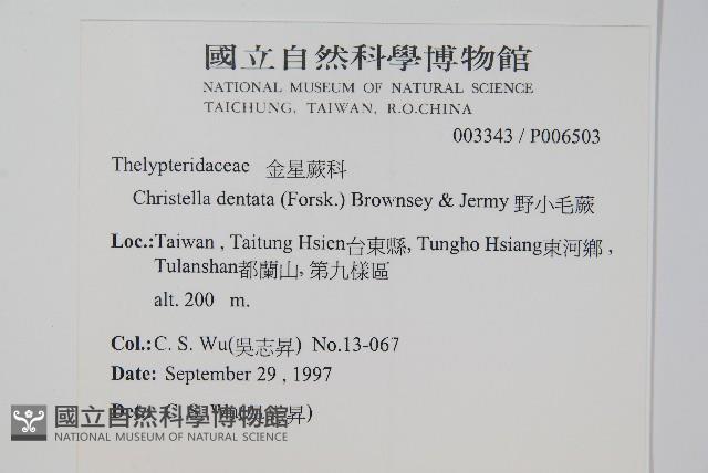 毛蕨藏品圖，第2張