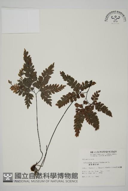 扇葉鐵線蕨藏品圖，第1張