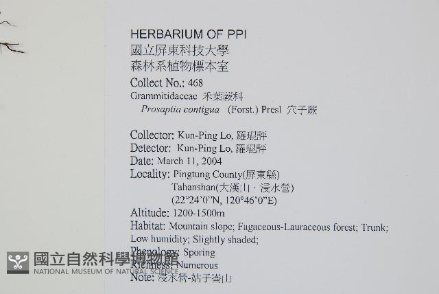 穴子蕨藏品圖，第2張