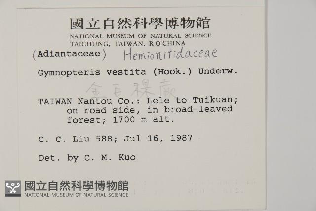 金毛裸蕨藏品圖，第2張