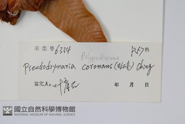 崖薑蕨藏品圖，第2張