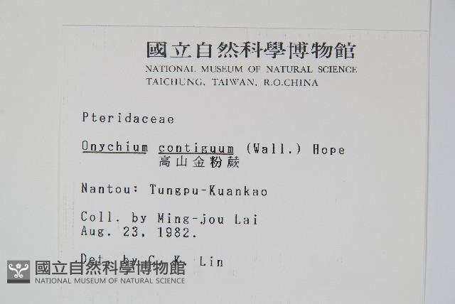 高山金粉蕨藏品圖，第2張