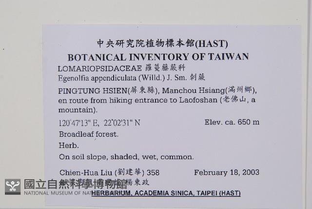 刺蕨藏品圖，第2張