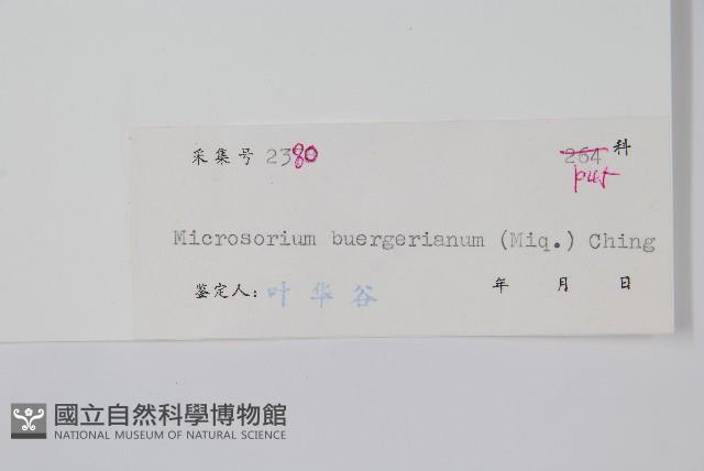 波氏星蕨藏品圖，第2張