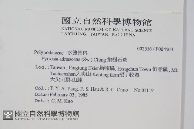 抱樹石葦藏品圖，第2張