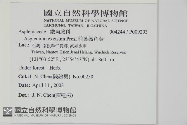 剪葉鐵角蕨藏品圖，第2張