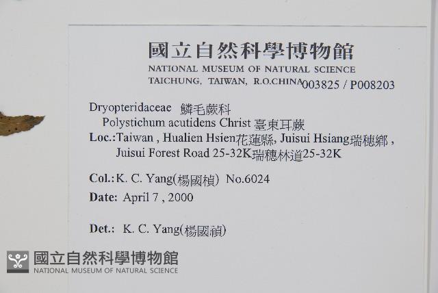 臺東耳蕨藏品圖，第2張