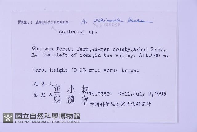 北京鐵角蕨藏品圖，第2張