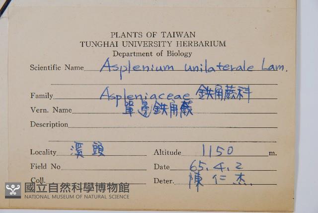 單邊鐵角蕨藏品圖，第2張