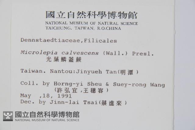 光葉鱗蓋蕨藏品圖，第2張