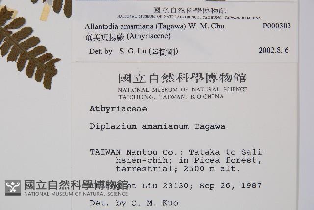 奄美短腸蕨藏品圖，第2張