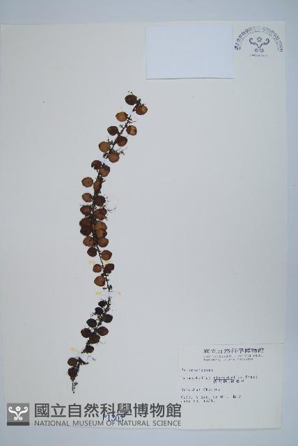 抱樹蕨、伏石蕨藏品圖，第1張