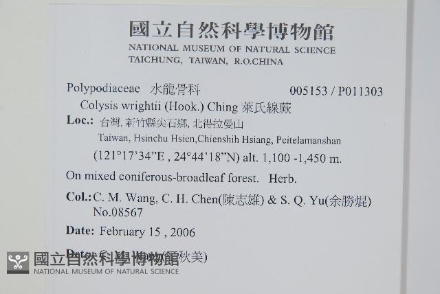 萊氏線蕨藏品圖，第2張