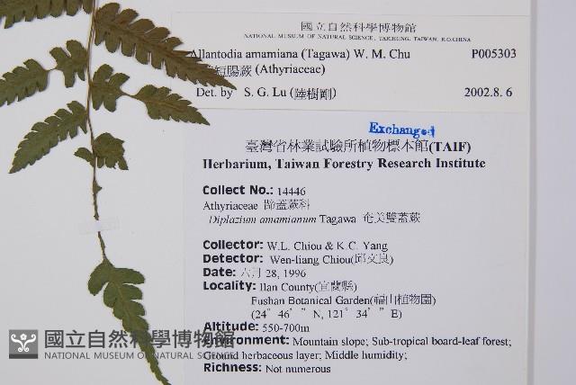 奄美短腸蕨藏品圖，第2張