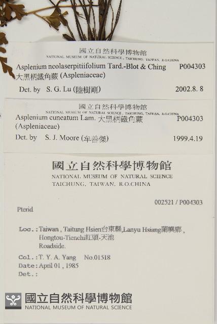 大黑柄鐵角蕨、黃鱗鐵角蕨、大羽鐵角蕨藏品圖，第2張