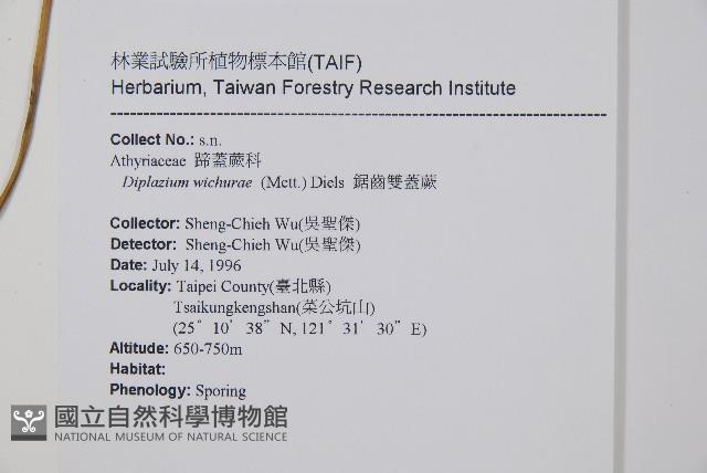 鋸齒雙蓋蕨、線葉雙蓋蕨、刺鱗雙蓋蕨藏品圖，第2張