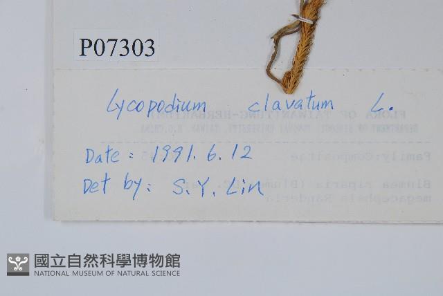 石松藏品圖，第2張