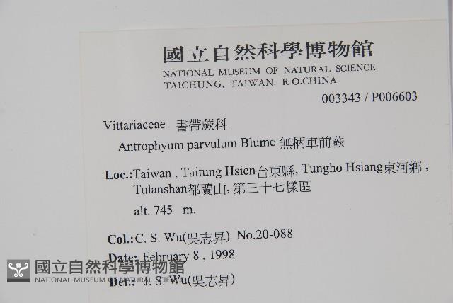 無柄車前蕨、小車前蕨藏品圖，第2張