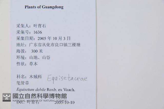 芼管草藏品圖，第2張