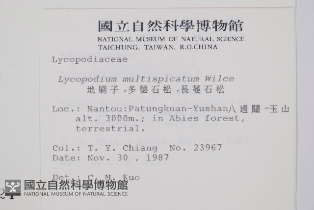 地刷子、多穗石松藏品圖，第2張
