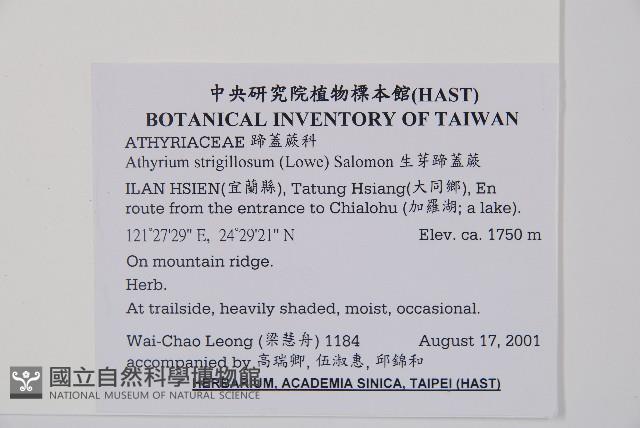 生芽蹄蓋蕨藏品圖，第2張