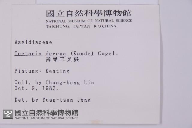 薄葉三叉蕨藏品圖，第2張