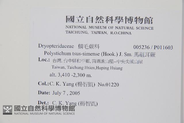 馬祖耳蕨藏品圖，第2張