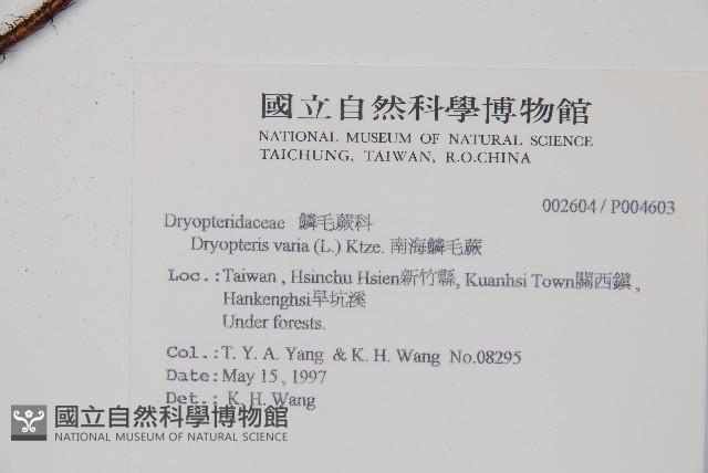 南海鱗毛蕨藏品圖，第2張