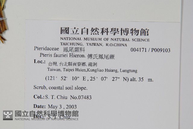 傅氏鳳尾蕨藏品圖，第2張