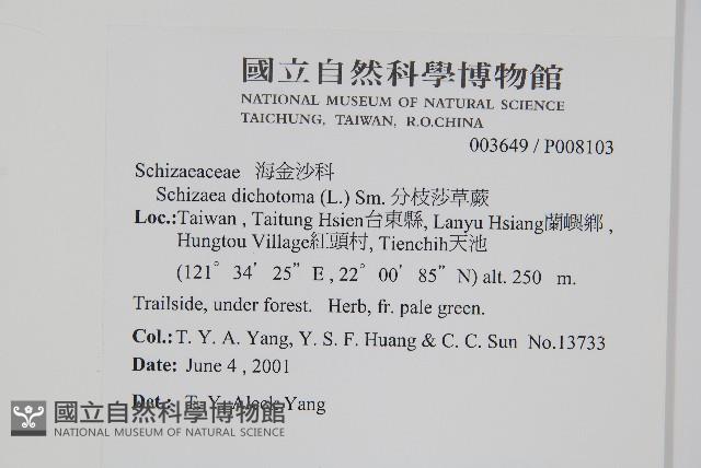 分枝莎草蕨藏品圖，第2張