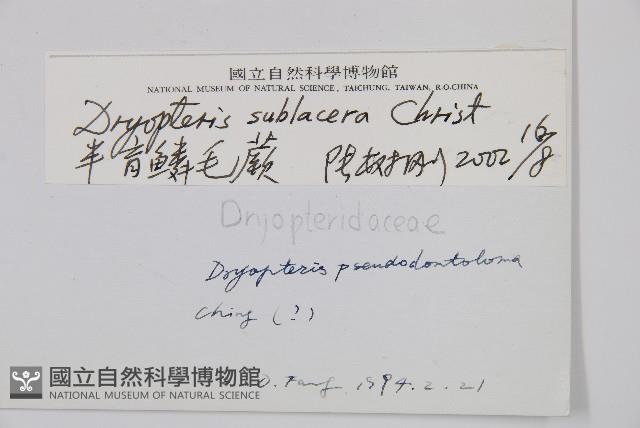 亞二型鱗毛蕨藏品圖，第2張