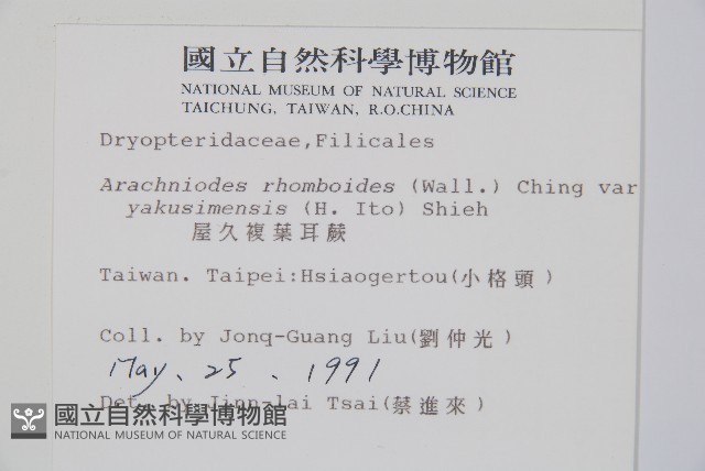 小葉複葉耳蕨藏品圖，第2張