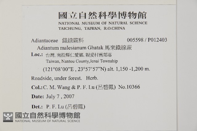 馬來鐵線蕨藏品圖，第2張
