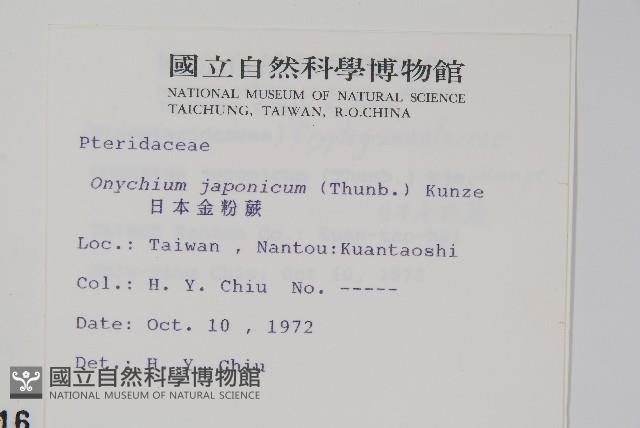 日本金粉蕨藏品圖，第2張